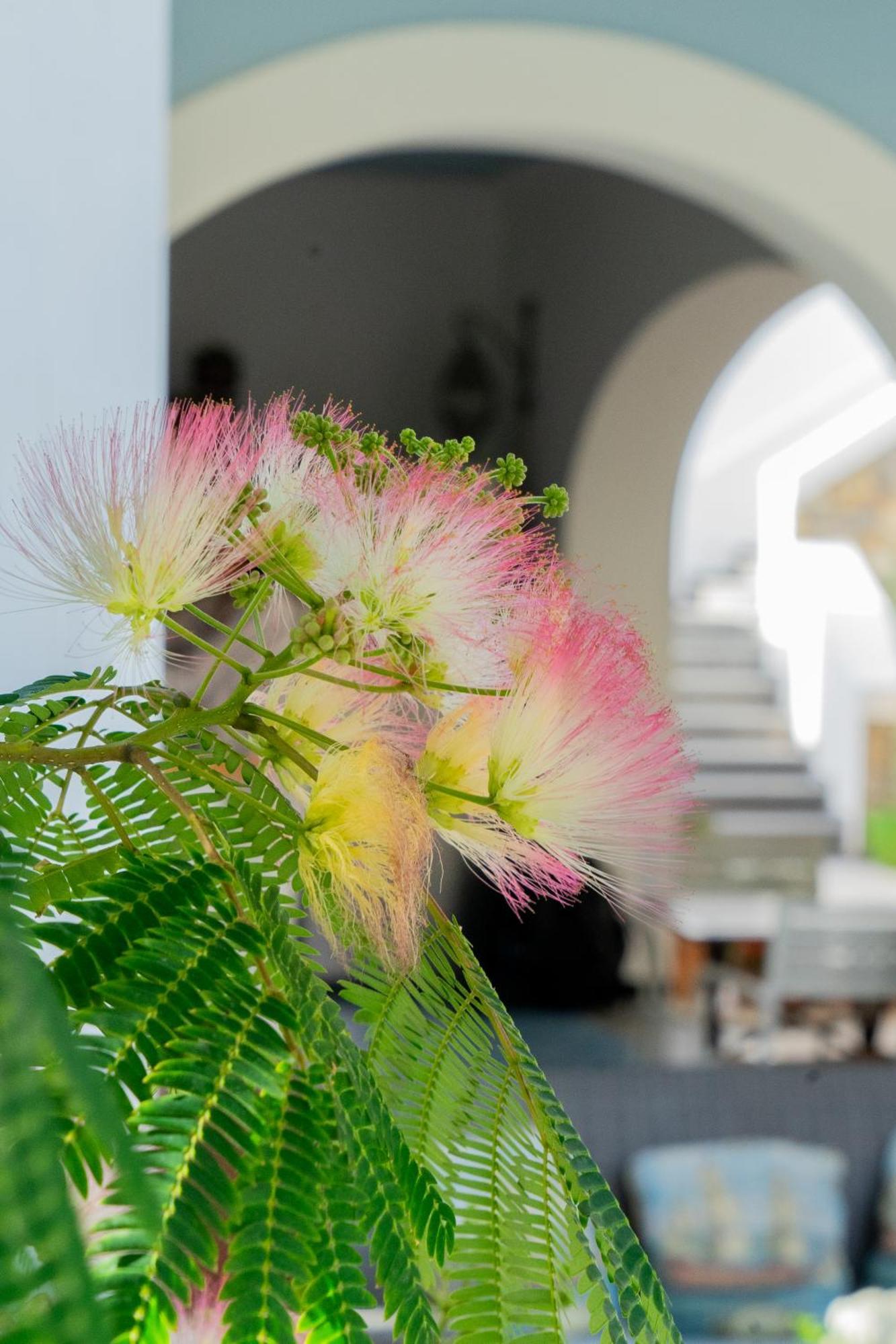 Acacia Bed and breakfast Ponza